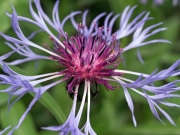 Blumen und Tiere