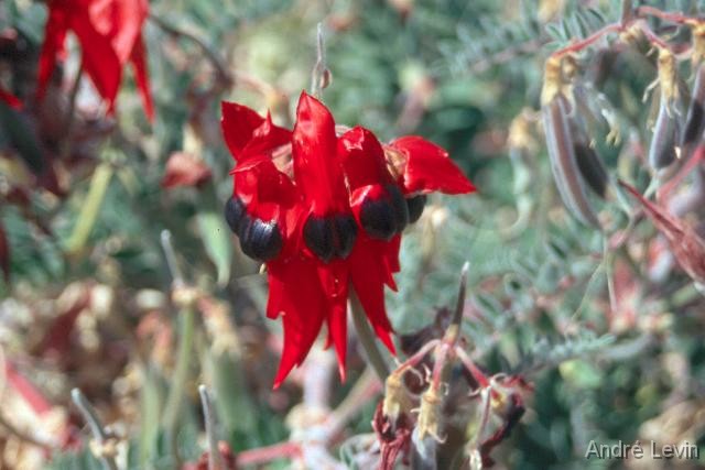 Desert_Pea 
