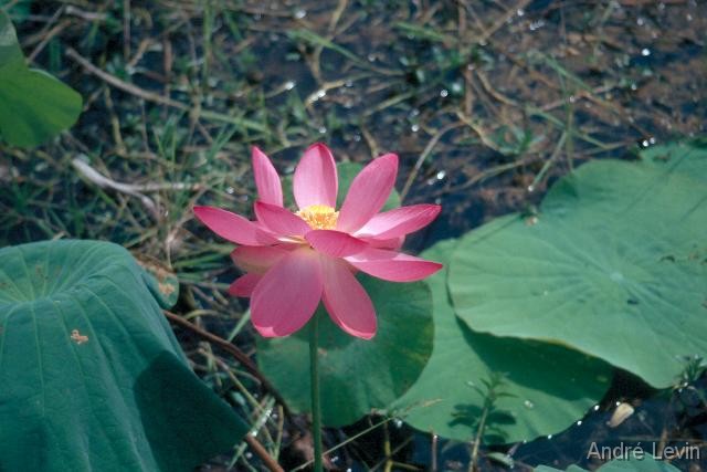 Seerose 