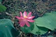 Seerose 
