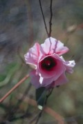 Wildblume 