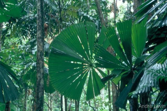 Daintree5 