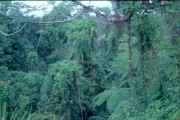 Daintree2 