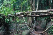Daintree3 