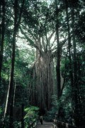 Fig_Tree 