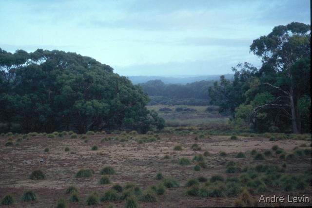 Kangaroo 