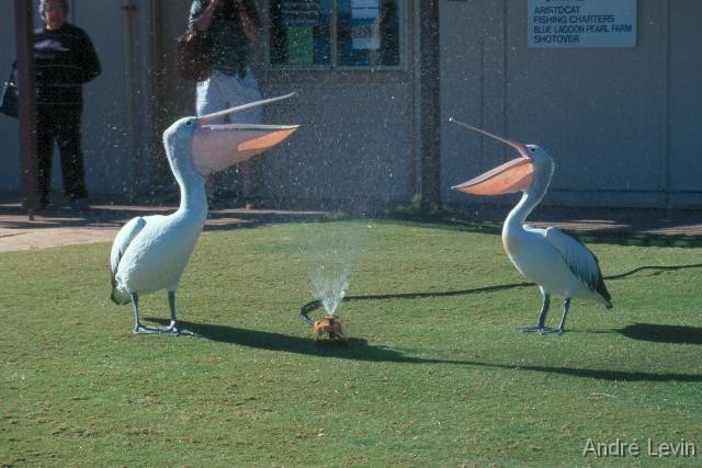Pelikane 