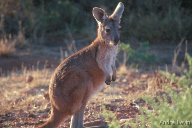 Wallaby 