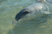 Delphin 