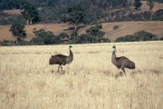 Emu 
