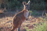 Wallaby 