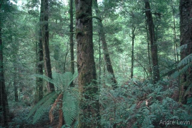 Yarra_NP 