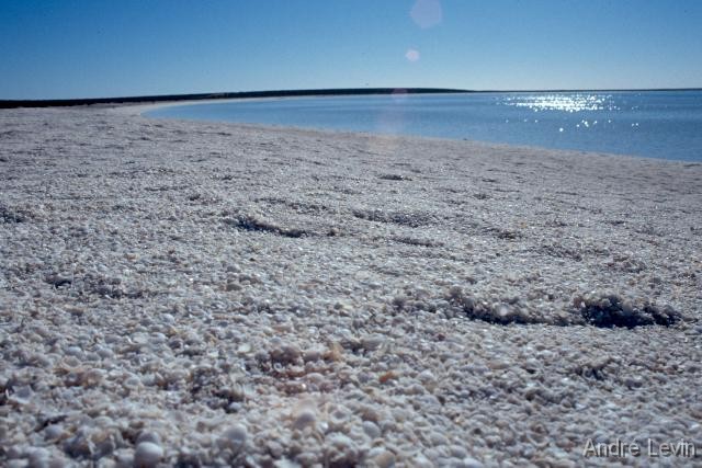 Shell_Beach 