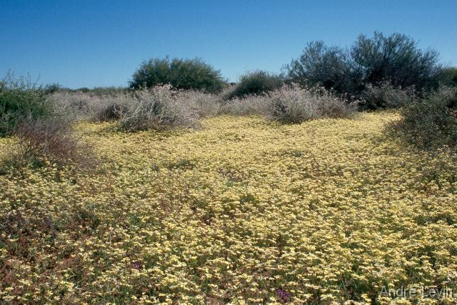 Wildflowers 