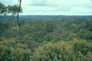 Gloucester_Tree 
