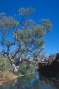 Wasserloch 