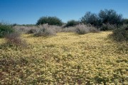 Wildflowers 