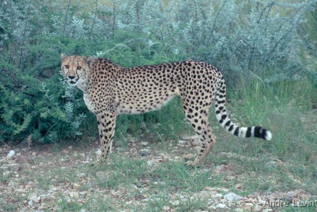 gepard 