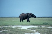 elefant