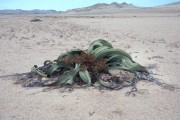 welwitschia 
