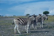 zebras 