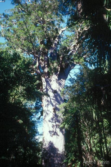 Kauri 