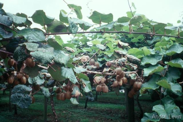Kiwi 