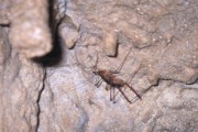 Cave_Weta 