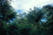 Haast2 