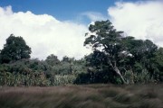 Haast3 