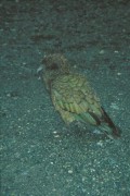Kea 